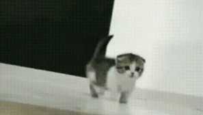 20 Уникални и редки котки породи, че малко хора знаят